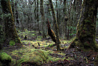New Zealand - South Island / Forest near Blue Pools